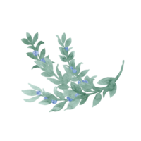 Watercolor unpretentious twig of green leaves like laurel with berries, ribbon and bow Branch with berries. Sprout with leaves and berries. Greenery and berries. Hand drawn leaves and blue berries png
