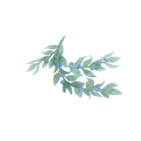 Hand drawing unpretentious twig of green leaves like laurel with berries, ribbon and bow Branch with berries. Sprout with leaves and berries. Greenery and berries. Hand drawn leaves of watercolor png