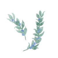 Hand drawn unpretentious twig of green leaves like laurel with berries, ribbon and bow Branch with berries. Sprout with leaves and berries. Greenery and berries. Hand drawn leaves png