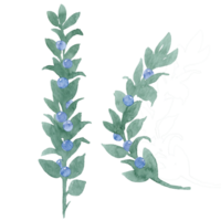 Unpretentious twig of green leaves like laurel with berries, ribbon and bow Branch with berries. Sprout with leaves and berries. Greenery and berries. Hand drawn leaves watercolor drawing png
