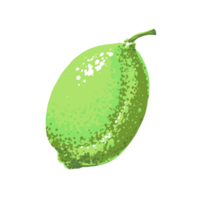 Hand drawn simple generalized image of a lime fruit png
