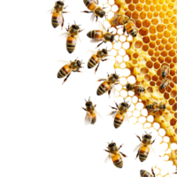 bees on honeycomb with honeycomb on transparent background png