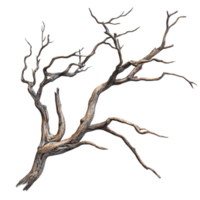 Sparse Twisted Tree Branch with No Leaves png
