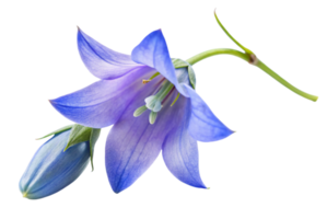 Bluebell whispers secrets of the enchanted forest png