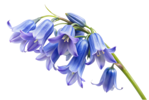 Bluebell fields dance gently in the warm breeze png