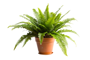 Boston fern benefits for improving home air quality png