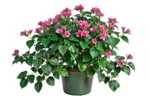 Bougainvillea Climbing Vines Transform Any Space into Paradise png