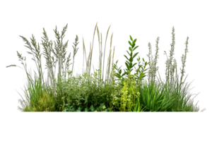Lush Green Meadow Wildflower Patch with Varied Texture and Height png