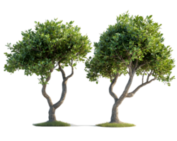 Pair of Lush Green Trees with Twisted Trunks png