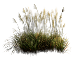 Lush pampas grass swaying gently in the breeze with soft, fluffy plumes illuminated by warm sunlight in a vibrant natural setting png
