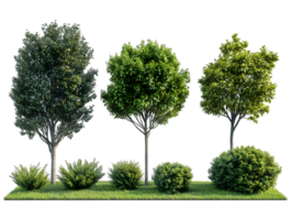 Three lush green trees and shrubs on a grassy patch 3D rendering png