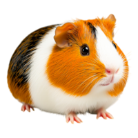 Adorable guinea pig with unique fur patterns png