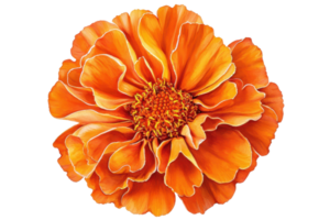 Vibrant orange marigold flower isolated on transparent background, showcasing intricate petal detail and vivid color, perfect for floral designs. png