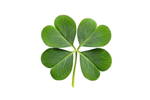 A vibrant four-leaf clover symbolizing luck and prosperity, isolated on a transparent background. perfect for St. Patrick's Day themes. png