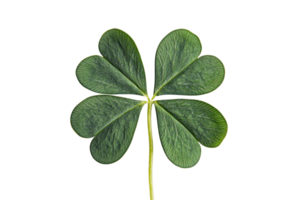 Close-up of a four-leaf clover symbolizing luck and prosperity, isolated on a transparent background. showcasing its unique green leaves. png