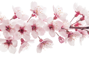 Close-up of delicate pink cherry blossoms on a branch, showcasing natural beauty and the elegance of springtime floral arrangements. png