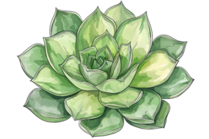 Illustration of a green succulent plant with layered leaves. Perfect for nature-themed designs and botanical projects. png