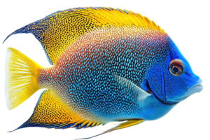 Vibrant angelfish with striking blue and yellow colors, swimming gracefully in a clear aquarium, showcasing mesmerizing patterns and hues. png