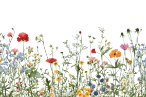 Vibrant field of wildflowers in full bloom, showcasing a colorful array of blossoms under a clear sky, capturing the essence of springtime beauty. png