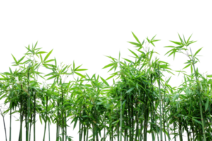 Vibrant green bamboo stalks and leaves against a clear sky, showcasing natural beauty and serenity. Perfect for nature-themed projects. png