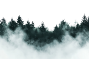 Mystical forest shrouded in dense fog, creating an enchanting and mysterious atmosphere perfect for nature or fantasy themes. png