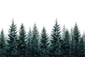 Serene winter forest with snow-dusted pine trees under a clear sky, creating a peaceful and tranquil natural landscape scene. png