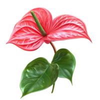 Pink Anthurium Leaf with Glossy Finish in a Heart Shape png