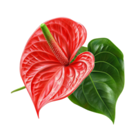 Red Anthurium Leaf in a Heart Shape with Glossy Finish png