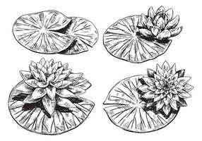 Outline drawings of water lily plants. Set of lotus flowers leaves sketch. Botanical illustration isolated on white. vector