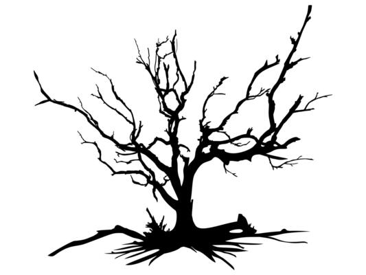 Branch Tree or Naked trees and root silhouettes.
