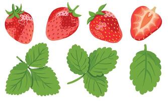 Strawberries Set with Berries and Leaves Isolated on White Background. Summer strawberries, whole and sliced. vector