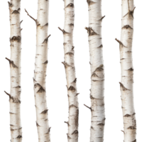 Birch Trunks White Back on transparent background. png