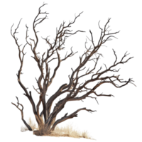 Dead Trees Branches on transparent background. png