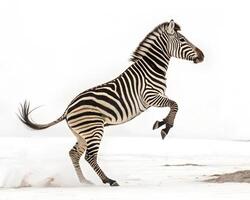 A zebra jumping with legs extended, its striped body in a dynamic pose against a white backdrop photo