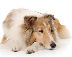 Collie, It's getting sleepy. isolated on a white background photo
