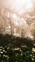 Sun rays flowing through the tree trunks of the evergreen forest video