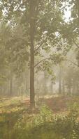 Panoramic view of the majestic evergreen forest in a morning fog video