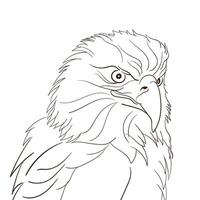 hand draw eagle head black and white art vector