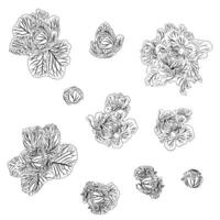 Large set of cabbage heads in doodle style. vector