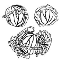 small set of cabbage heads in doodle style. vector