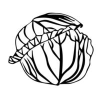 Simple head of cabbage in doodle style. vector
