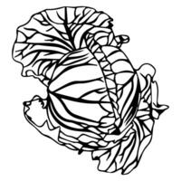 Head of cabbage in doodle style. vector