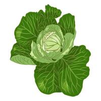 Cabbage head in flat style. vector