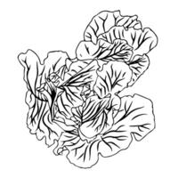 Cabbage plant, without fruit set yet. Doodle style. vector