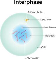 Interphase Science Design Illustration Diagram vector