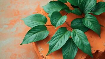 Vibrant Green Leaves on Rustic Orange Surface A Textured Botanical Display. photo