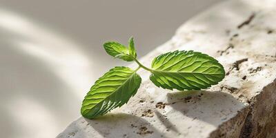 A sprig of mint leaf on a textured surface with soft shadows creating an elegant effect photo