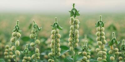 ripe soybean plants soybeans in a field soy pods photo