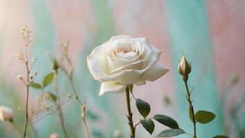 Delicate white rose blooming in a garden filled with soft pastel colors and gentle petals during springtime. photo