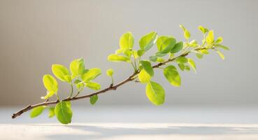 Fresh green leaves on branch create serene and calming atmosphere. photo